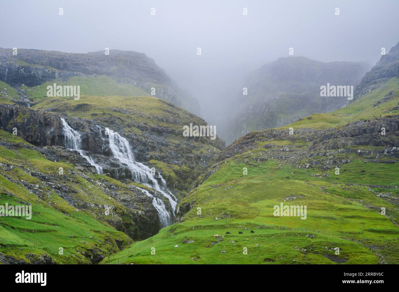 Des cascades d'eau descendent sur une pente au-dessus du village de Tjørnuvik dans les îles Féroé, avec des moutons qui paissent au premier plan. Banque D'Images