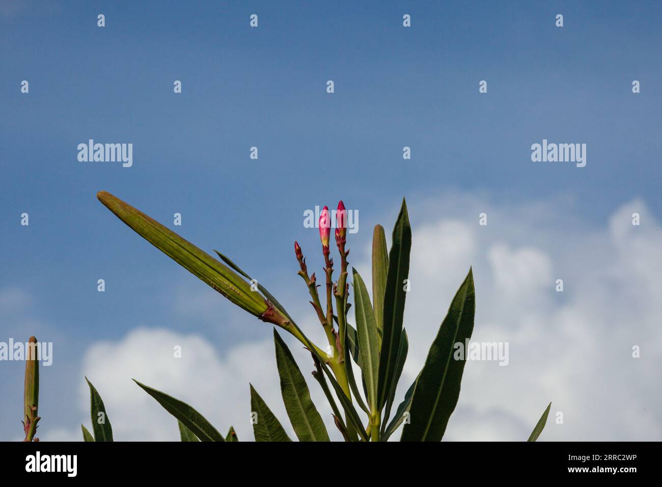 Plante oléandre avec ciel bleu. Fleur rose de lauriers roses sur le point de fleurir. Banque D'Images