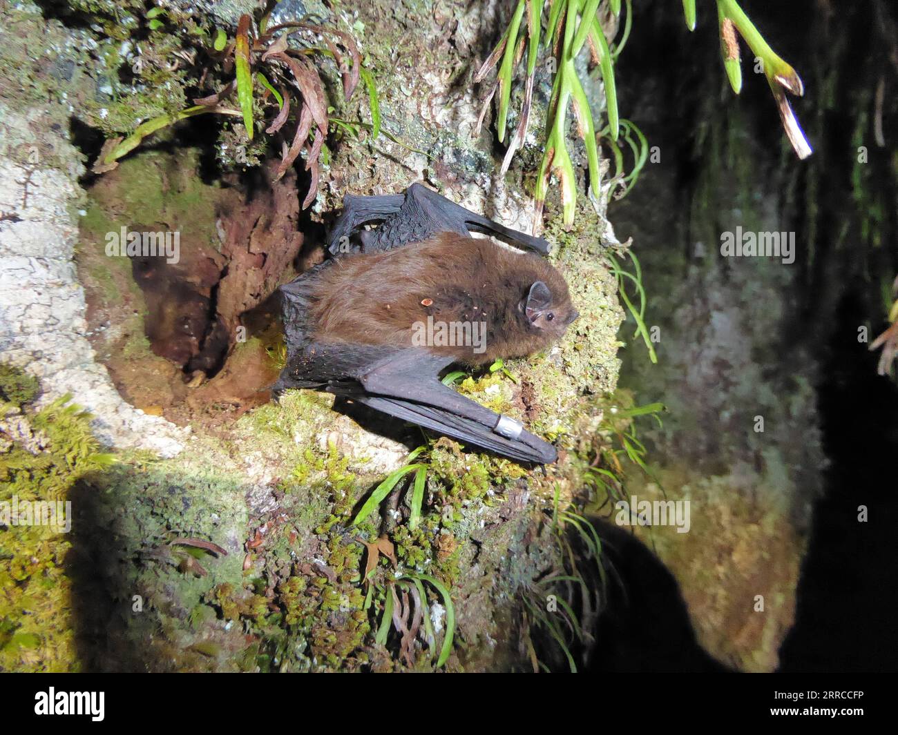 211101 -- WELLINGTON, le 1 novembre 2021 -- une photo de fichier non datée montre une chauve-souris à longue queue dans son habitat naturel en Nouvelle-Zélande. Une fois que la chauve-souris à longue queue indigène en danger critique a remporté le titre d'oiseau néo-zélandais de l'année 2021, l'organisateur de l'événement a annoncé le 1 novembre 2021. C'est la première fois que le seul mammifère terrestre de Nouvelle-Zélande est inclus dans le concours annuel Forest & Bird. Photo de C. O Donnell/Xinhua NOUVELLE ZÉLANDE-WELLINGTON-NATURE-OISEAU DE L'ANNÉE LuxHuaiqian PUBLICATIONxNOTxINxCHN Banque D'Images