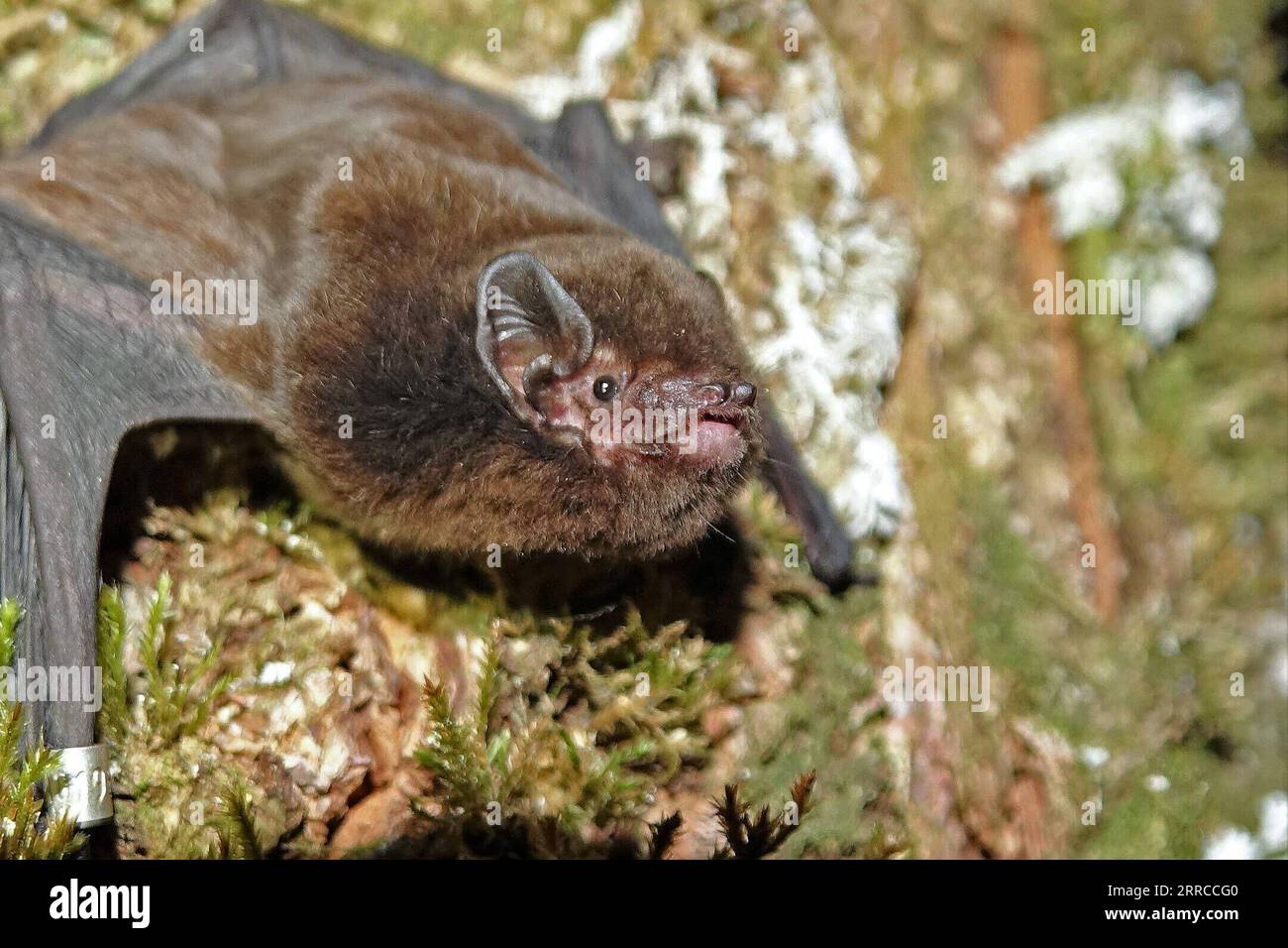 211101 -- WELLINGTON, le 1 novembre 2021 -- une photo de fichier non datée montre une chauve-souris à longue queue dans son habitat naturel en Nouvelle-Zélande. Une fois que la chauve-souris à longue queue indigène en danger critique a remporté le titre d'oiseau néo-zélandais de l'année 2021, l'organisateur de l'événement a annoncé le 1 novembre 2021. C'est la première fois que le seul mammifère terrestre de Nouvelle-Zélande est inclus dans le concours annuel Forest & Bird. Photo de Ian Davidson-Watts/Xinhua NOUVELLE ZÉLANDE-WELLINGTON-NATURE-OISEAU DE L'ANNÉE LuxHuaiqian PUBLICATIONxNOTxINxCHN Banque D'Images