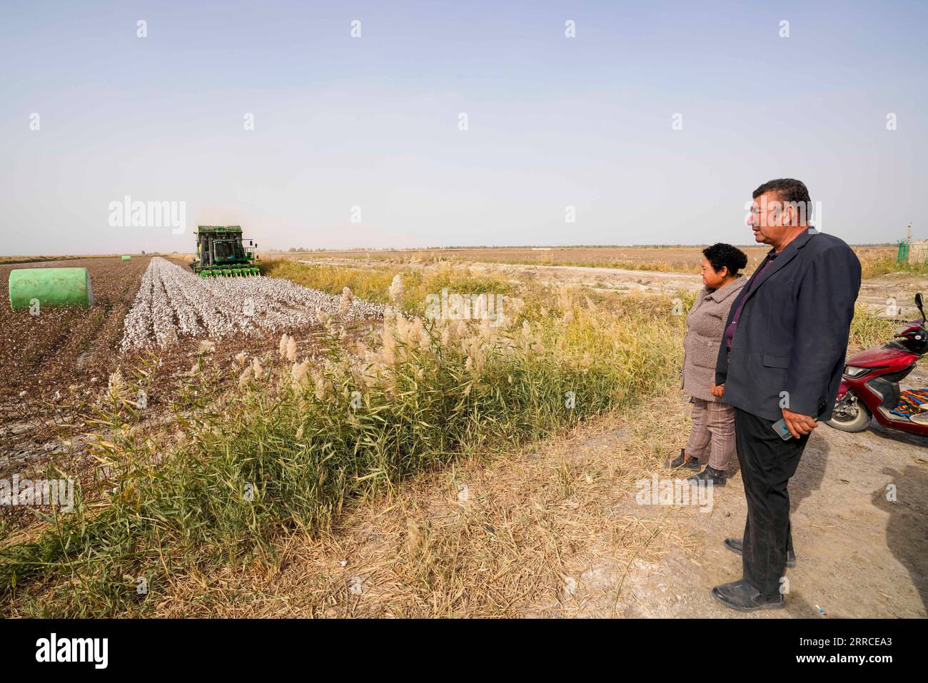 211103 -- YULI, 3 novembre 2021 -- Erkin Rehim R et sa femme regardent un cueilleur de coton travailler dans l'un de ses champs dans le comté de Yuli, dans la région autonome ouïgour du Xinjiang du nord-ouest de la Chine, le 24 octobre 2021. Erkin Rehimc a commencé à cultiver le coton en 2004 et bénéficie de la mécanisation agricole depuis 2017. Le cultivateur de coton, 49 ans, utilise des cueilleurs de coton pour récolter ses 550 mu environ 90,6 acres de champs de coton en 24 heures. FOCUSCHINA-XINJIANG-YULI-CULTIVATEUR DE COTON-RÉCOLTE CN ZHAOXGE PUBLICATIONXNOTXINXCHN Banque D'Images