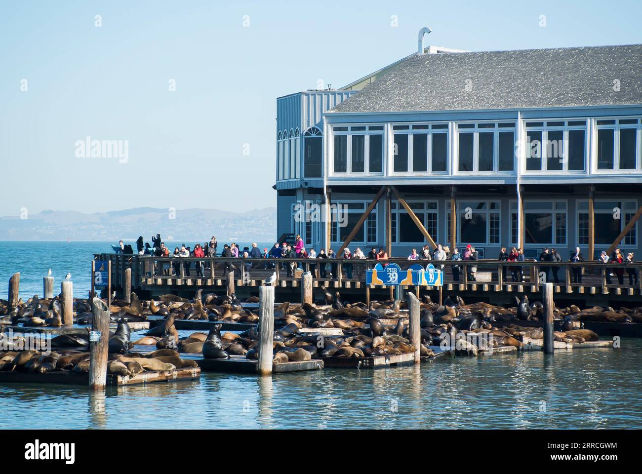 Observation des lions de mer reposant sur l'embarcadère 39, San Francisco Banque D'Images