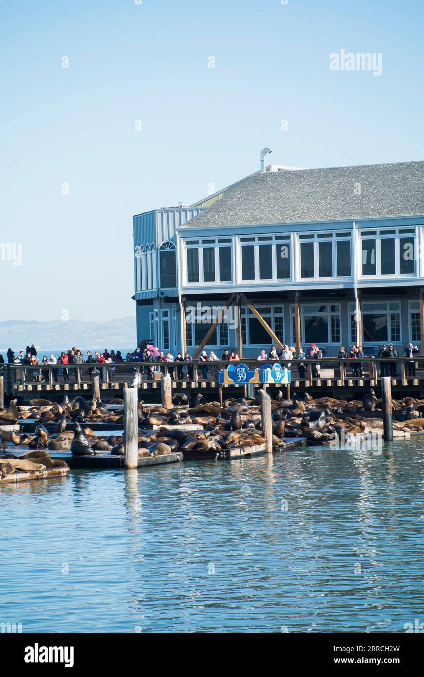 Observation des lions de mer reposant sur l'embarcadère 39, San Francisco Banque D'Images