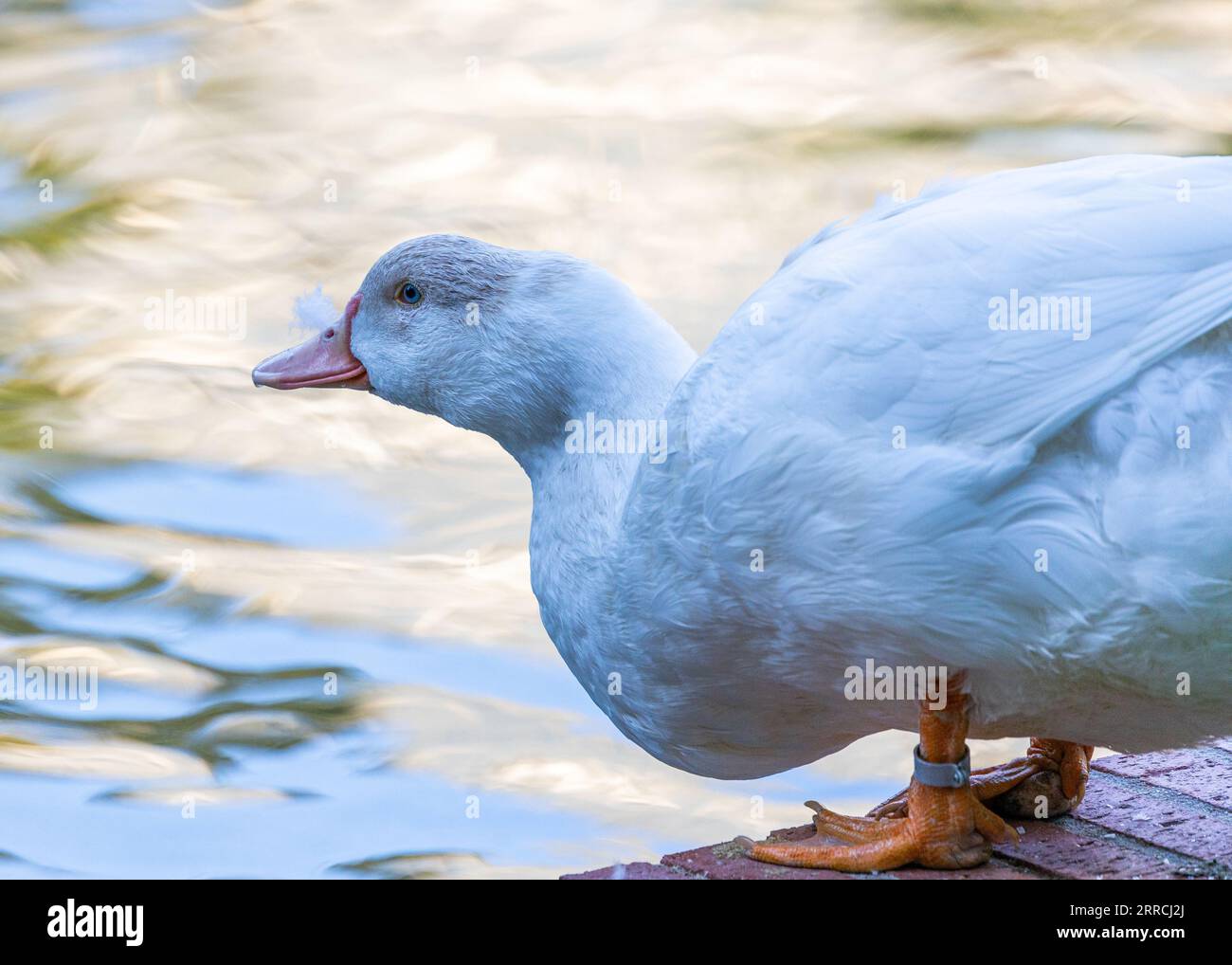 Canard Chanteur GEMMY Roy Le Colvert - Jouet Ancien Fonctionnel RARE