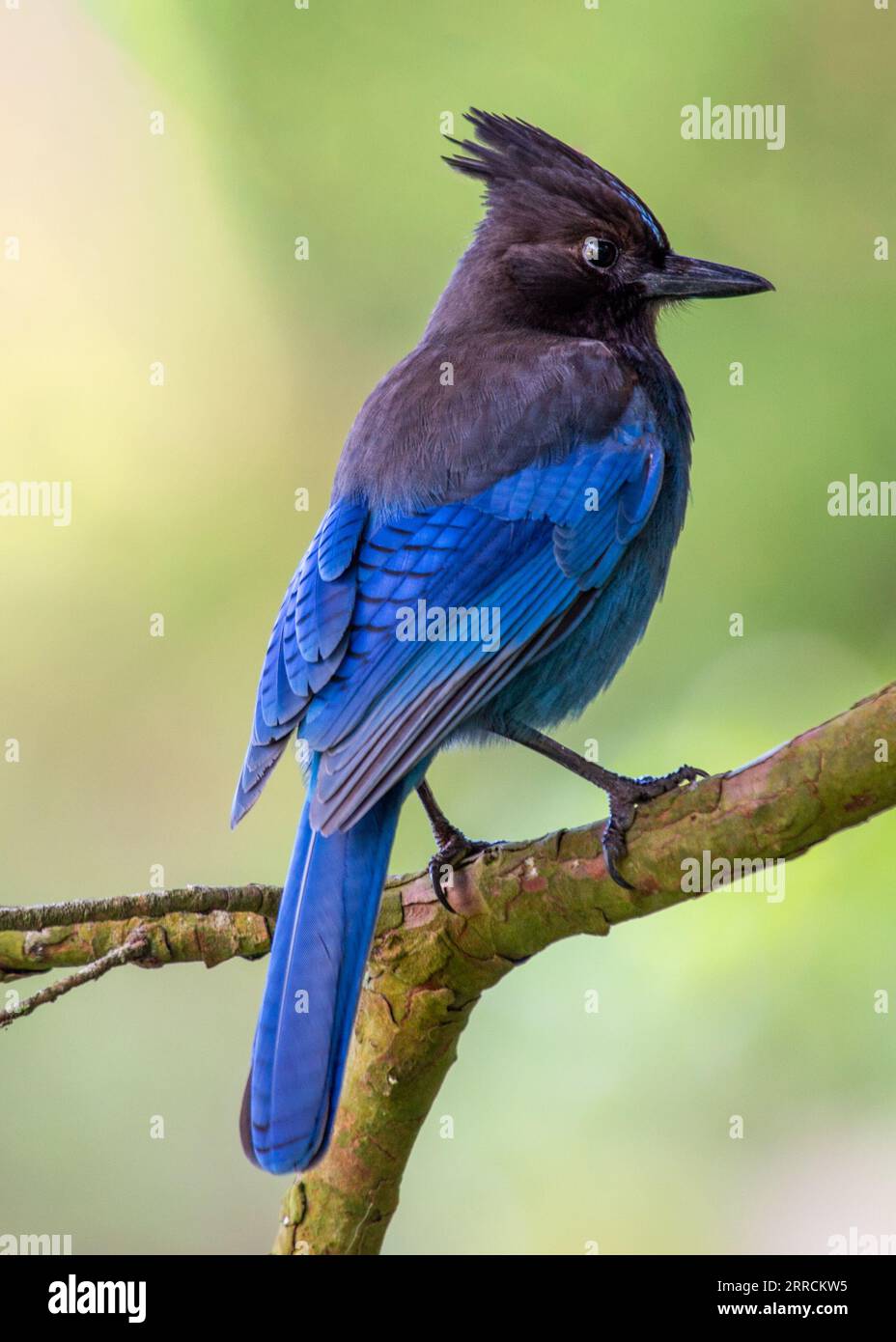 Le geai de Steller, originaire de l'ouest de l'Amérique du Nord, est un oiseau remarquable connu pour son plumage bleu profond et son écusson noir distinctif. Cette photo captu Banque D'Images