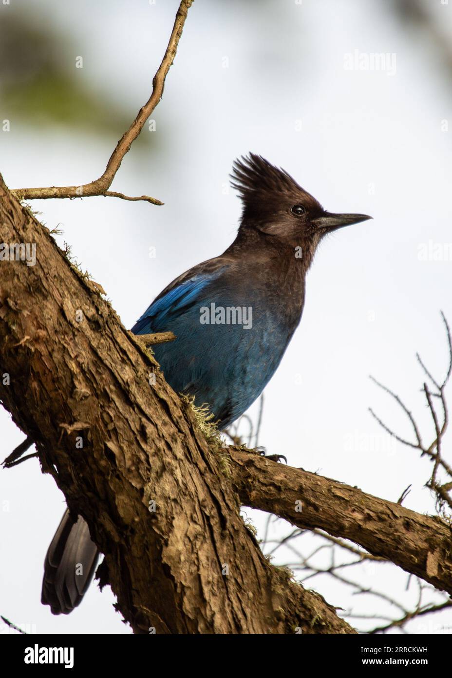 Le geai de Steller, originaire de l'ouest de l'Amérique du Nord, est un oiseau remarquable connu pour son plumage bleu profond et son écusson noir distinctif. Cette photo captu Banque D'Images
