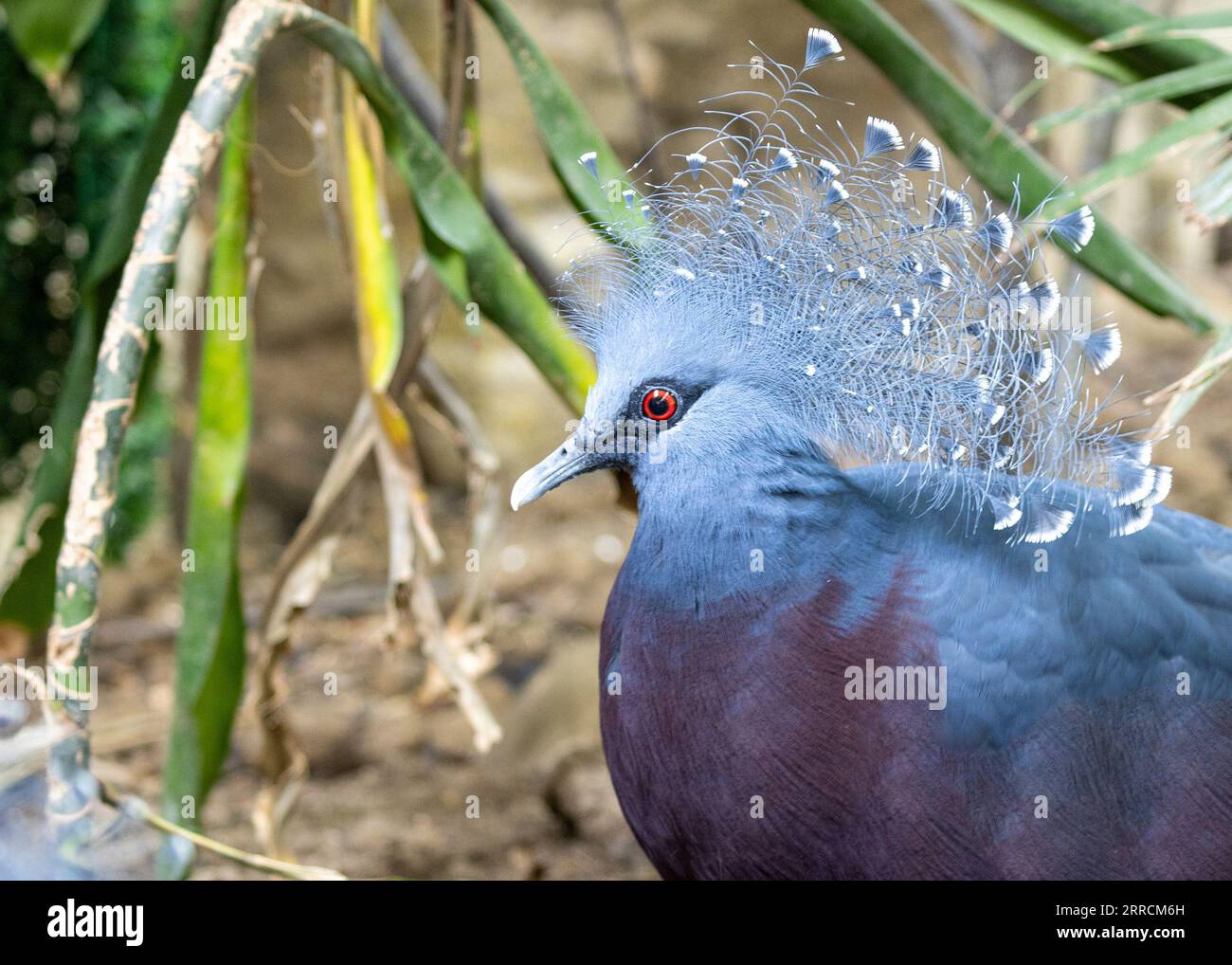 Admirez le majestueux Pigeon couronné Victoria, Goura victoria, originaire des forêts tropicales denses de Papouasie-Nouvelle-Guinée. Son aspect royal et son bleu vibrant Banque D'Images