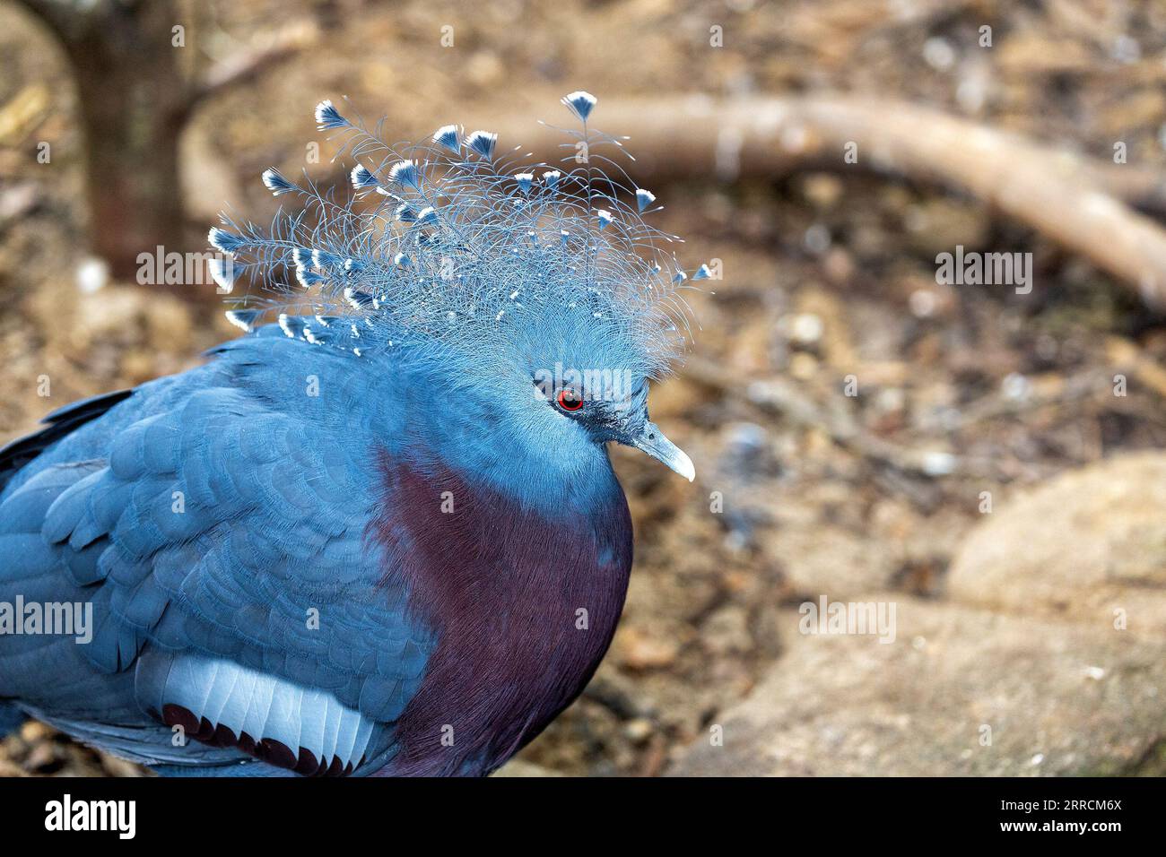 Admirez le majestueux Pigeon couronné Victoria, Goura victoria, originaire des forêts tropicales denses de Papouasie-Nouvelle-Guinée. Son aspect royal et son bleu vibrant Banque D'Images