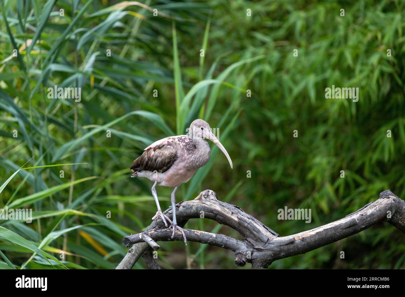 L'ibis blanc (Eudocimus albus), avec son plumage blanc frappant et son bec incurvé distinctif, est une merveille des zones humides. Trouvé dans les Amériques, il honore m Banque D'Images