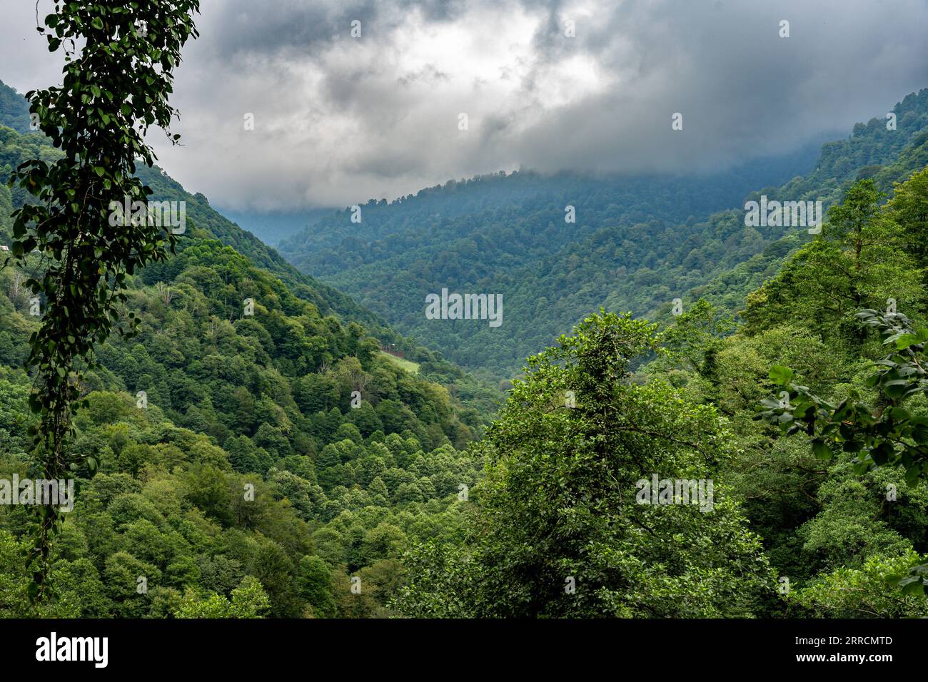 Vallée de montagne couverte d'arbres avec des nuages denses Banque D'Images