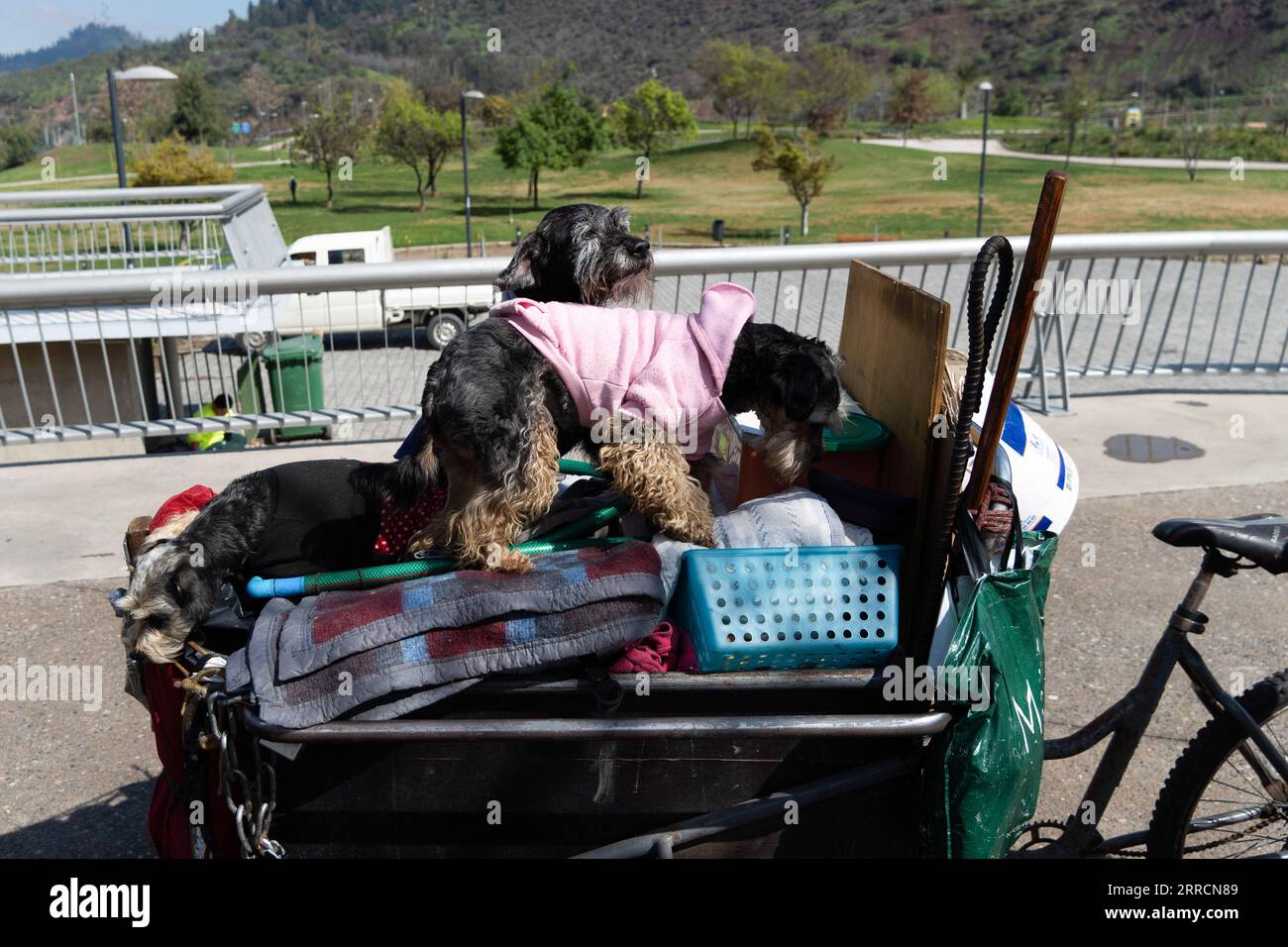 Santiago, Metropolitana, Chili. 7 septembre 2023. Andres, un homme sans abri, porte ses chiens sur un vélo avec ses affaires.il a voyagé presque toute la ville de Santiago à la recherche d'endroits pour dormir, des montagnes aux champs. Il dit que c'est pour que ses chiens puissent profiter de différents endroits. (Image de crédit : © Matias Basualdo/ZUMA Press Wire) USAGE ÉDITORIAL SEULEMENT! Non destiné à UN USAGE commercial ! Banque D'Images