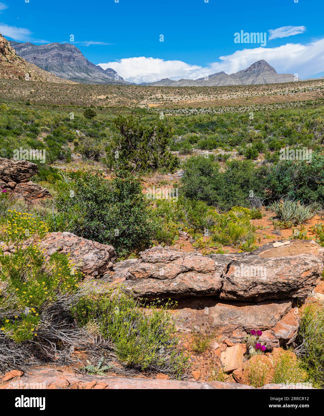 Rochers géants des falaises Wilson le long du sentier SMYC, Red Rock Canyon National conservation Area, Nevada, États-Unis Banque D'Images