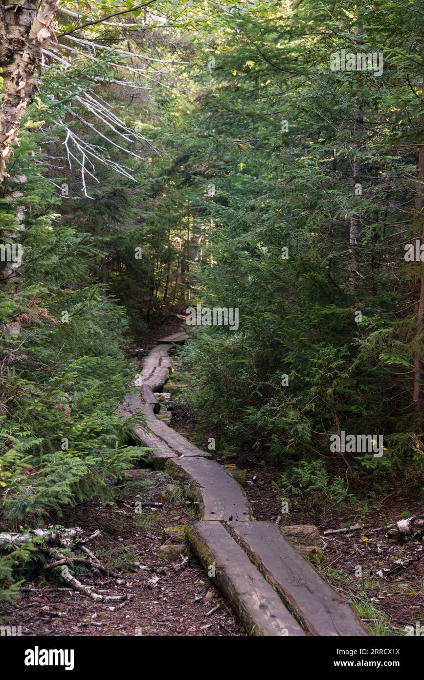 Une partie du sentier Sandy Stream Pond dans le parc d'État de Baxster, Maine, États-Unis Banque D'Images