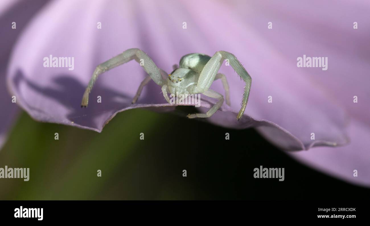 Green Crab Spider sur Pink Cosmos Daisy Banque D'Images