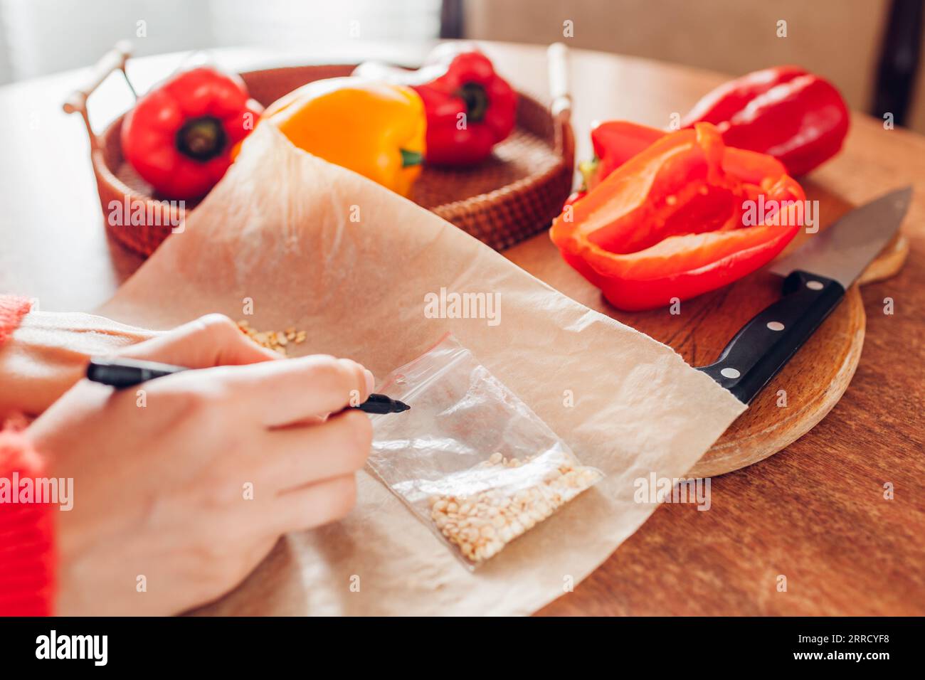 Le jardinier signe un pack zip avec des graines conservées de poivrons doux à la maison à l'aide d'un marqueur. Multiplication de légumes biologiques Banque D'Images