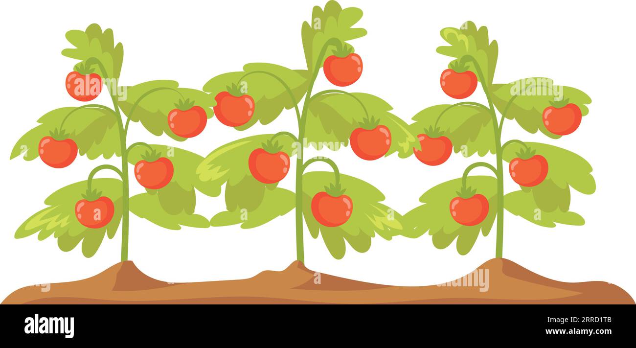 Culture de plants de tomates. Botanique de dessin animé de champ de ferme isolé sur fond blanc Illustration de Vecteur