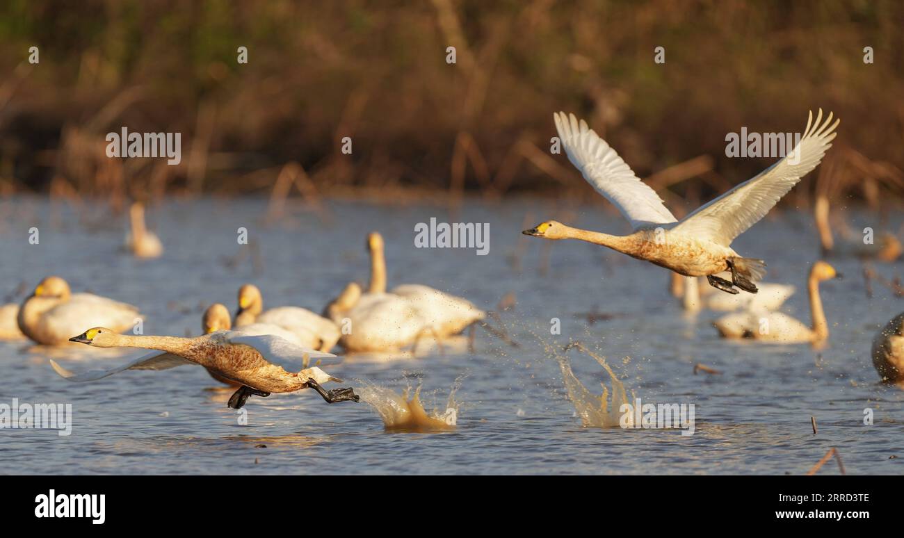 211130 -- NANCHANG, le 30 novembre 2021 -- des cygnes sont vus dans la zone de conservation de la grue blanche Wuxing près du lac Poyang à Nanchang, dans la province de Jiangxi, dans l'est de la Chine, le 30 novembre 2021. De nombreux oiseaux migrateurs, y compris des grues blanches et des cygnes, sont arrivés dans la zone humide près du lac Poyang, le prenant comme habitat d'hiver. CHINE-JIANGXI-POYANG LAC OISEAUX MIGRATEURS CN ZHOUXMI PUBLICATIONXNOTXINXCHN Banque D'Images