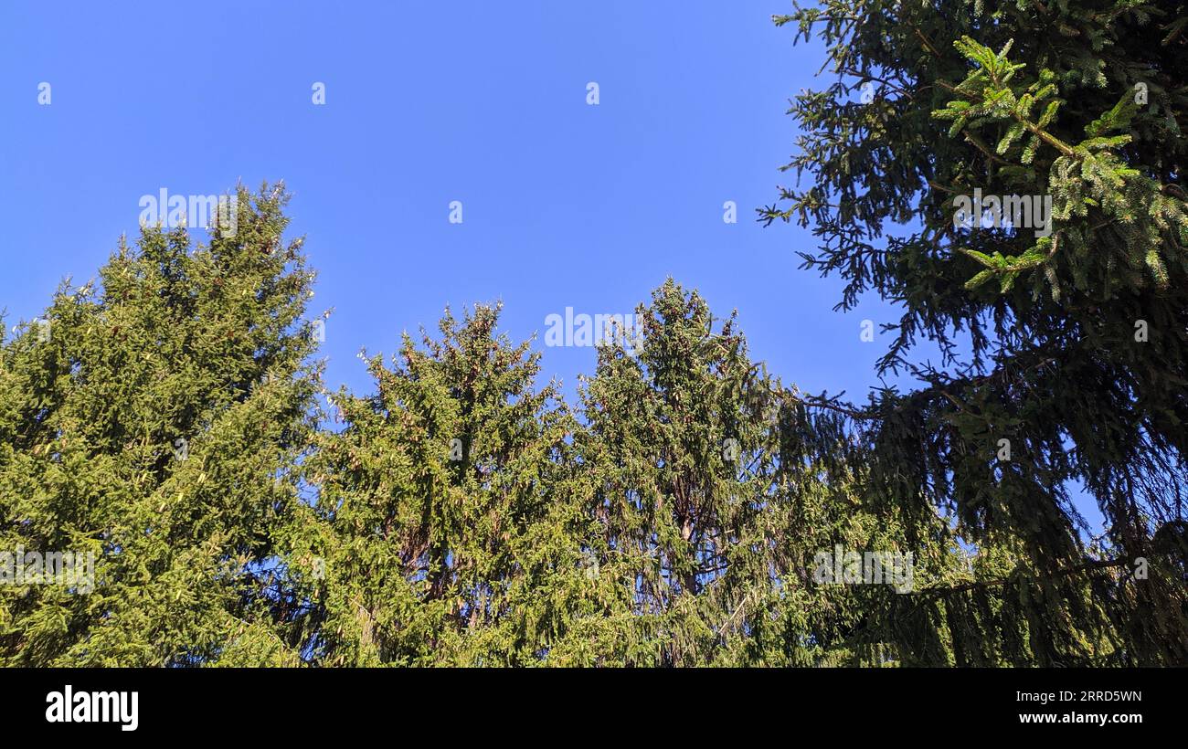 fond naturel vert et bleu. ciel et arbres Banque D'Images