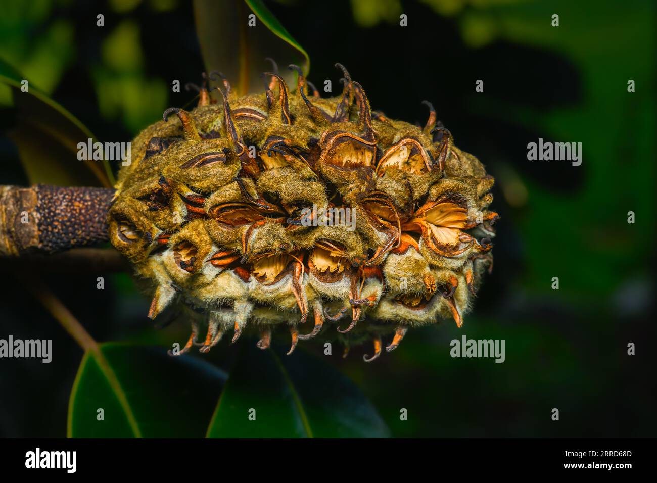 gousse de graines de magnolia très mûre encore sur l'arbre. Certaines graines sont déjà tombées de la gousse. Banque D'Images