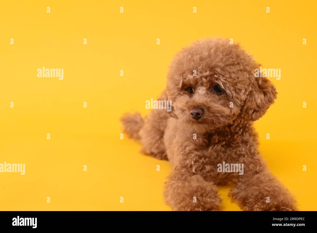 Mignon chien Maltipoo sur fond orange, espace pour le texte. Adorable animal de compagnie Banque D'Images