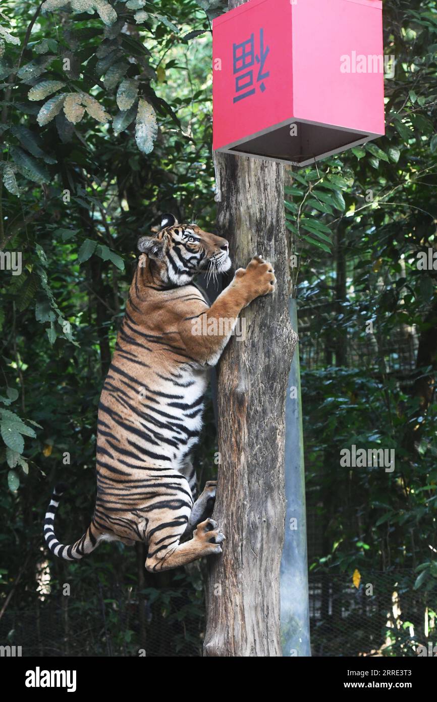 220125 -- SINGAPOUR, le 25 janvier 2022 -- Un tigre malais tente d'obtenir la nourriture d'un récipient avec le caractère chinois Fu dessus, ce qui signifie fortune et chance en anglais, dans le cadre des célébrations du nouvel an lunaire chinois qui se sont tenues dans le Singapore Night Safari le 25 janvier 2022. Photo de /Xinhua SINGAPORE-NIGHT SAFARI-TIGER ThenxChihxWey PUBLICATIONxNOTxINxCHN Banque D'Images