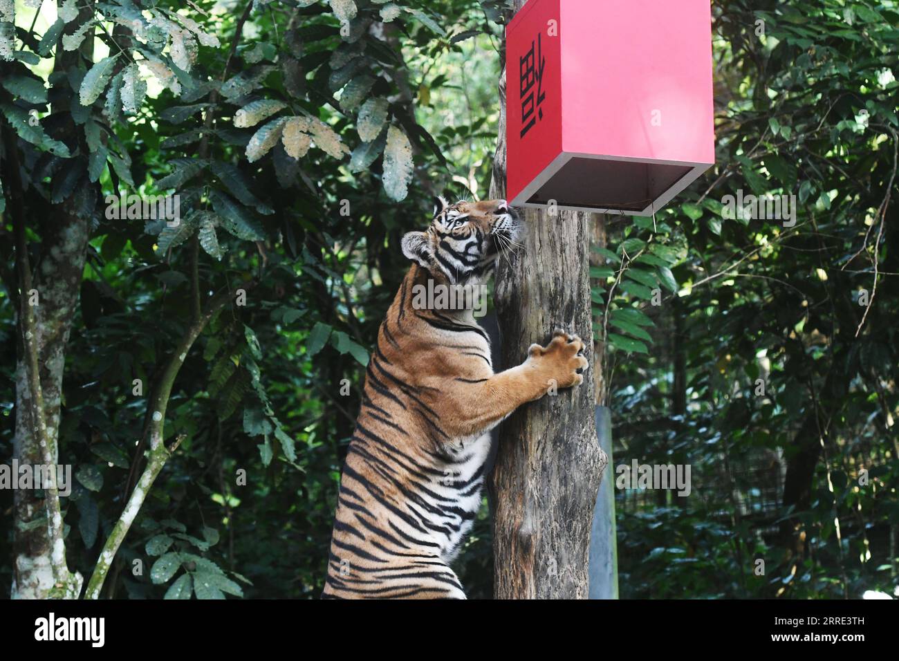 220125 -- SINGAPOUR, le 25 janvier 2022 -- Un tigre malais tente d'obtenir la nourriture d'un récipient avec le caractère chinois Fu dessus, ce qui signifie fortune et chance en anglais, dans le cadre des célébrations du nouvel an lunaire chinois qui se sont tenues dans le Singapore Night Safari le 25 janvier 2022. Photo de /Xinhua SINGAPORE-NIGHT SAFARI-TIGER ThenxChihxWey PUBLICATIONxNOTxINxCHN Banque D'Images
