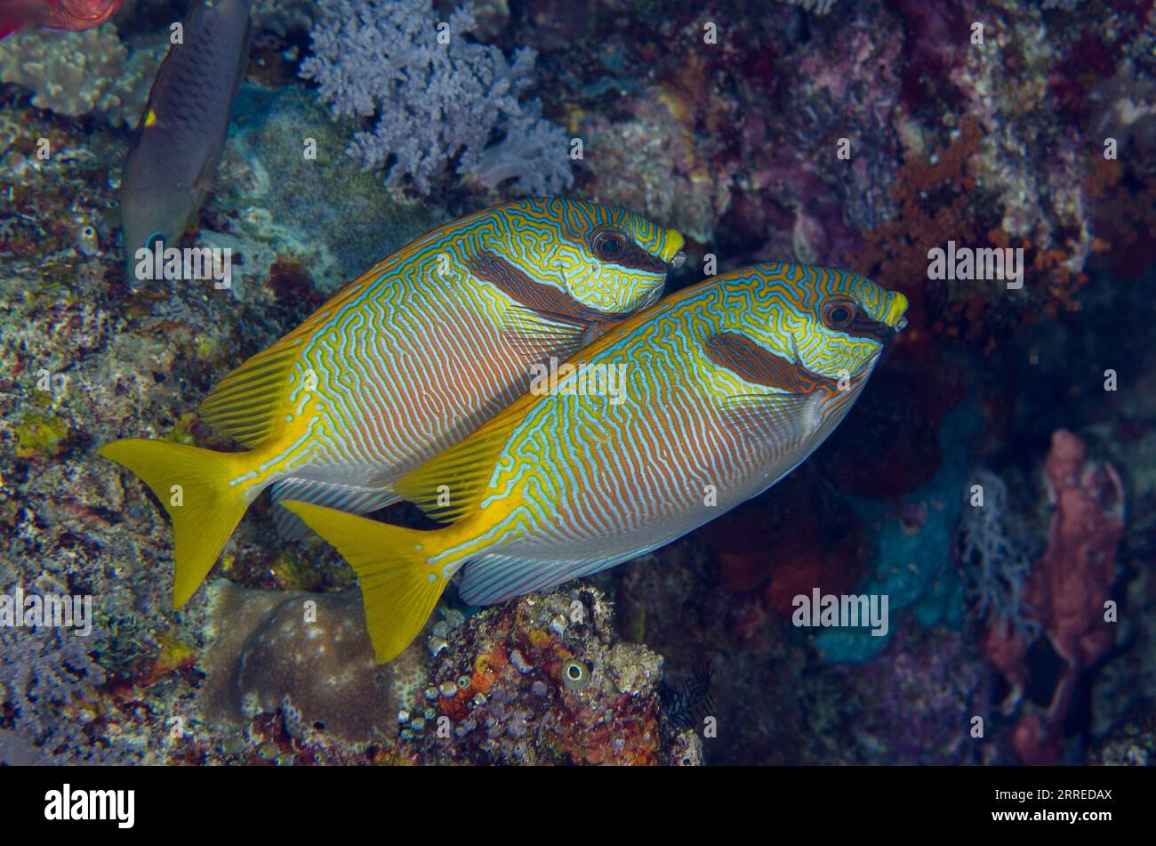 Paire de poissons-rabats barrés, Siganus doliatus, site de plongée Boo Window, île de Misool, Raja Ampat, Papouasie occidentale, Indonésie Banque D'Images