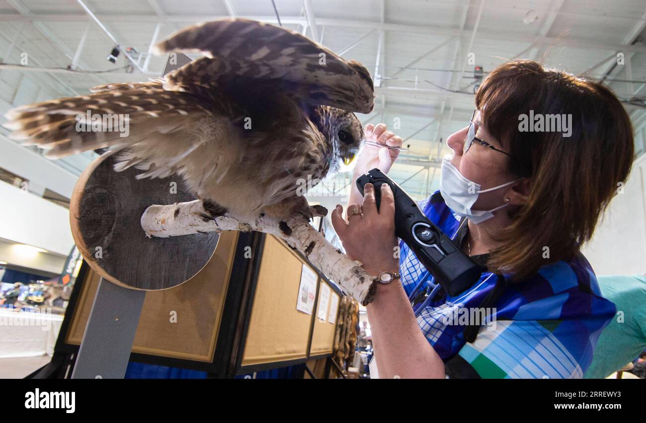 220317 -- MISSISSAUGA CANADA, le 17 mars 2022 -- Une femme vérifie un spécimen de hibou lors du Toronto Sportsmen s Show 2022 à Mississauga, dans la région du Grand Toronto, Canada, le 17 mars 2022. En tant que plus grand événement pour les amateurs de plein air en Ontario, le Toronto Sportsmen s Show 2022 a lieu ici du 17 au 20 mars. Photo de /Xinhua CANADA-MISSISSAUGA-TORONTO SPORTSMEN S SHOW ZouxZheng PUBLICATIONxNOTxINxCHN Banque D'Images