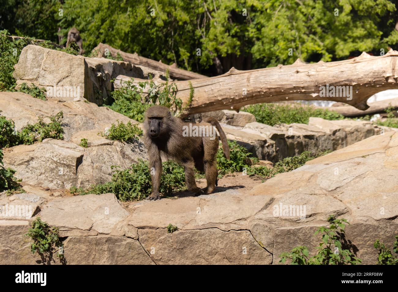 Singe capucin adulte assis sur Rock mâcher des fruits et marcher loin. Singe reposant sur le rocher, mangeant dans la nature sauvage et marchant loin du zoo de la faune Banque D'Images