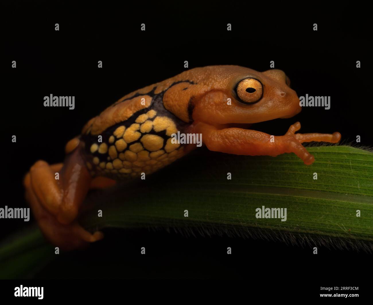Portrait de la grenouille resplendissante hautement endémique et en danger critique d'extinction (Raorchestes resplendens) Banque D'Images