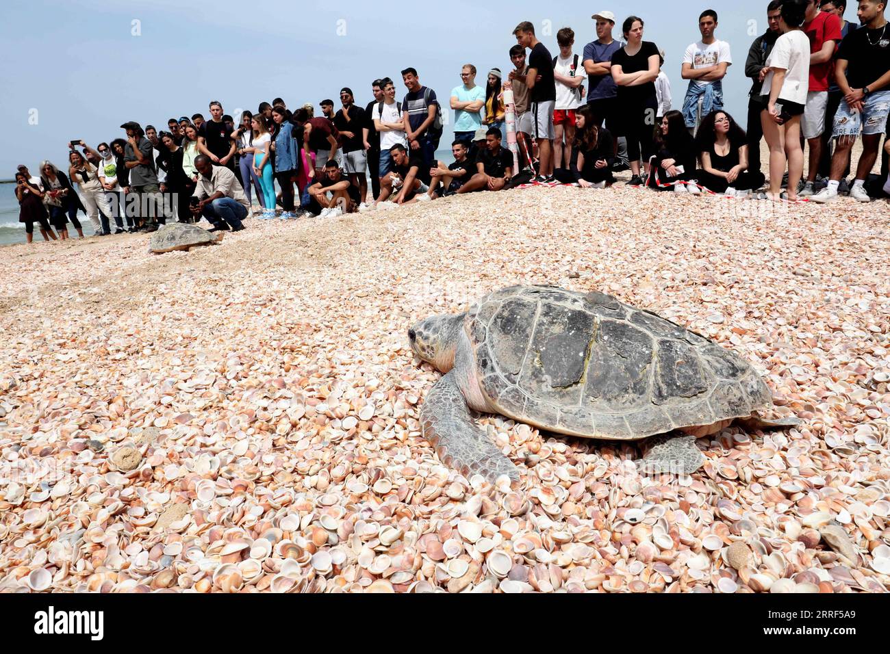 220330 -- RISHON LETZION, le 30 mars 2022 -- les gens regardent des tortues caouannes lâchées dans la mer Méditerranée sur la plage de Palmachim près de la ville israélienne centrale de Rishon Letzion, le 29 mars 2022. Deux tortues caouannes femelles ont été relâchées en Méditerranée mardi après avoir reçu un traitement au Centre israélien de sauvetage des tortues marines, selon l’Autorité israélienne de la nature et des parcs nationaux. Photo de /Xinhua ISRAEL-RISHON LETZION-SEA TURTLE GilxCohenxMagen PUBLICATIONxNOTxINxCHN Banque D'Images