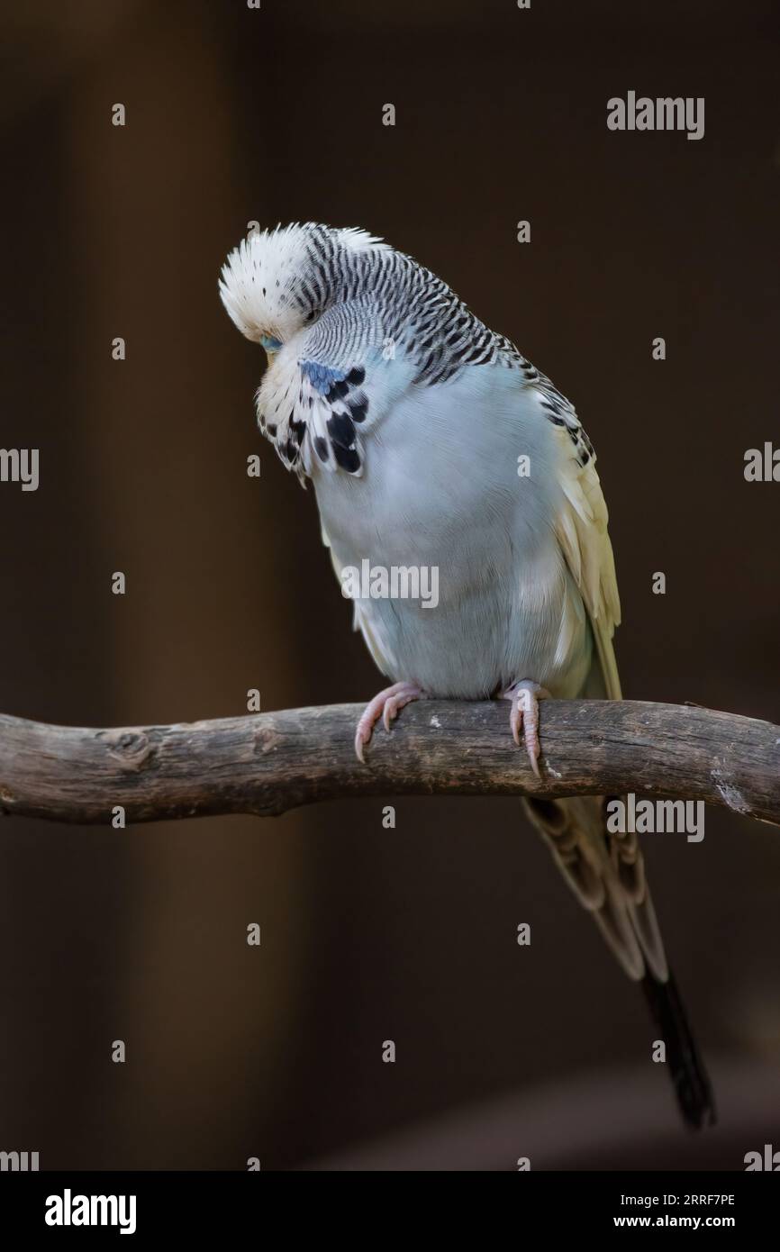 Une vue pleine longueur d'un budgerigar bleu et blanc comme il se perche sur une branche contre un fond dark avec espace de copie Banque D'Images