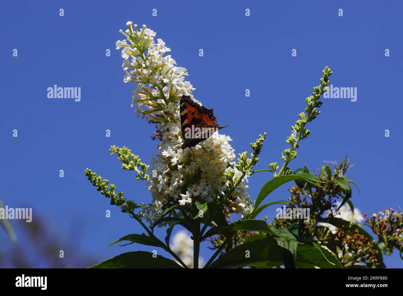 Petite écaille de tortue (Aglais urticae, famille des Nymphalidae sur fleurs blanches d'un lilas d'été (Buddleja davidii). Ciel bleu, jardin hollandais, été, Banque D'Images