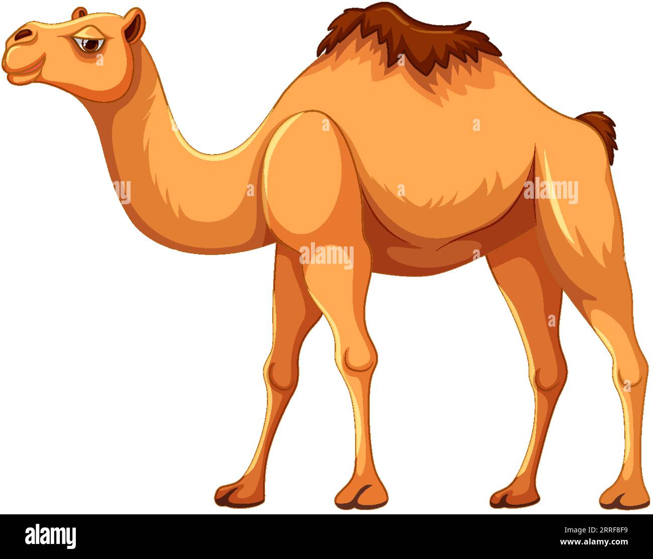 Une illustration de dessin animé d'un chameau marchant, isolé sur un fond blanc Illustration de Vecteur
