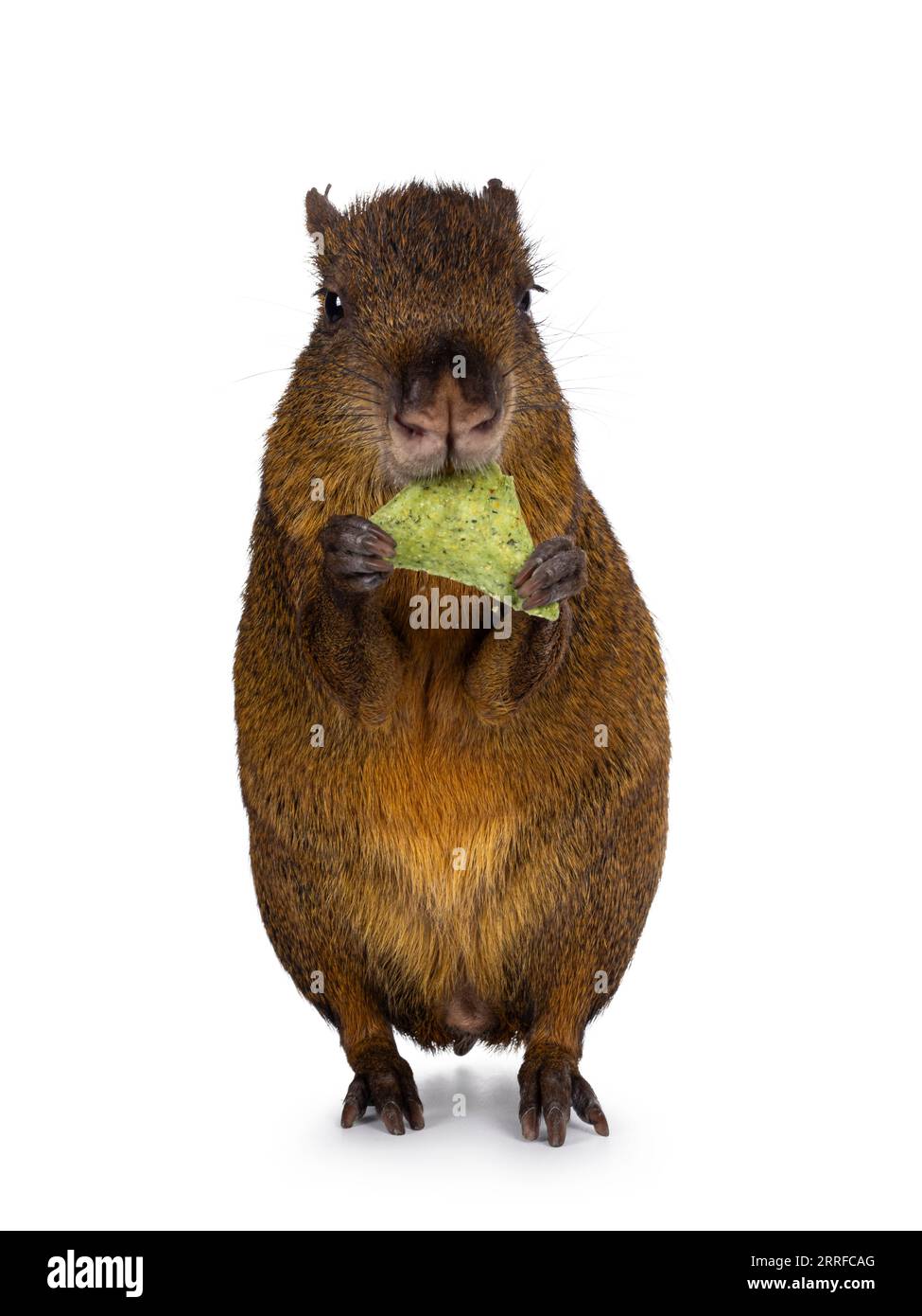 Agouti aka Dasyprocta debout face à l'avant sur les pattes arrière mangeant. Regarder vers la caméra. Isolé sur fond blanc. Banque D'Images