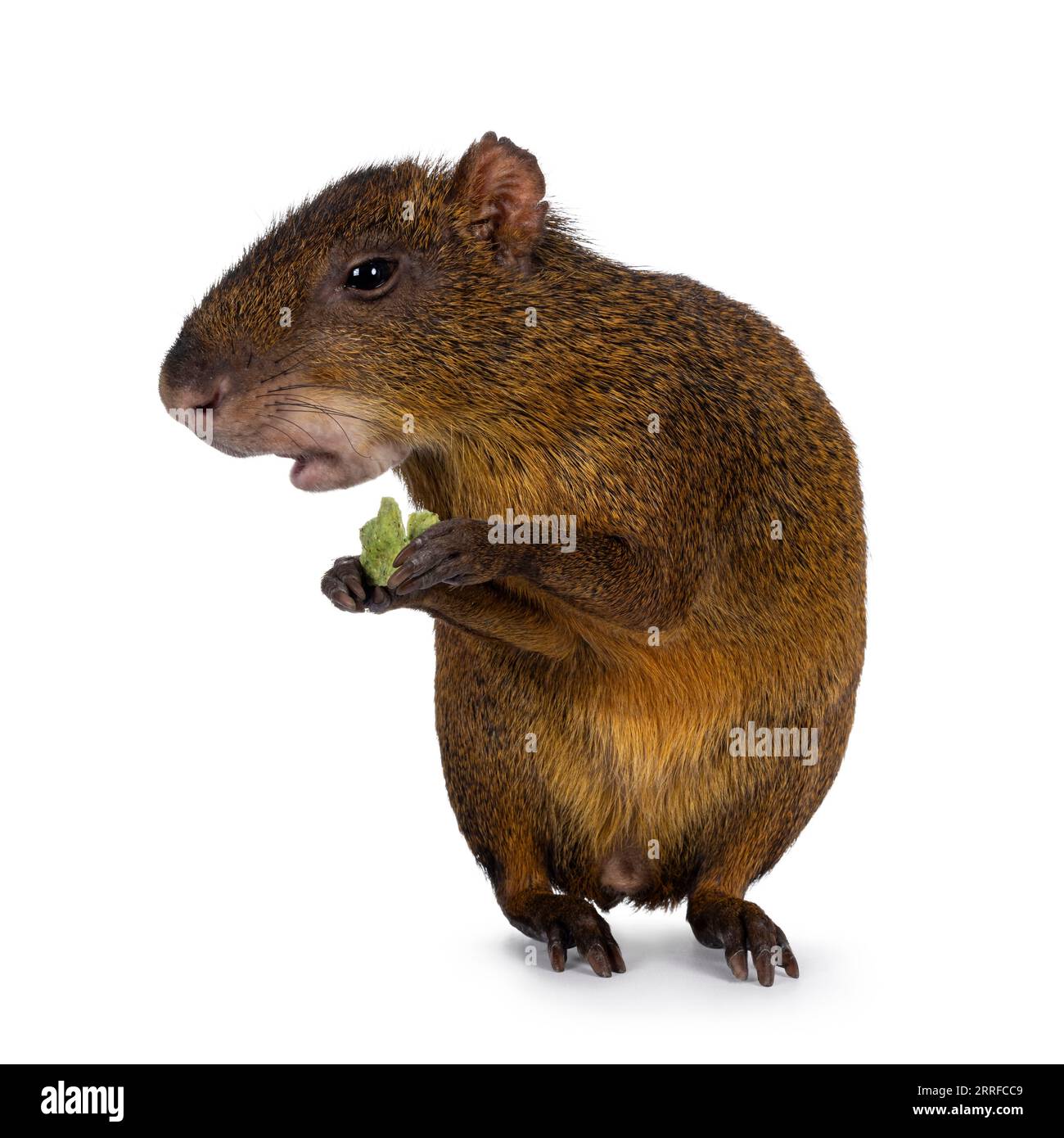 Agouti aka Dasyprocta debout face à l'avant sur les pattes arrière mangeant. Regarder le côté loin de l'appareil photo. Isolé sur fond blanc. Banque D'Images