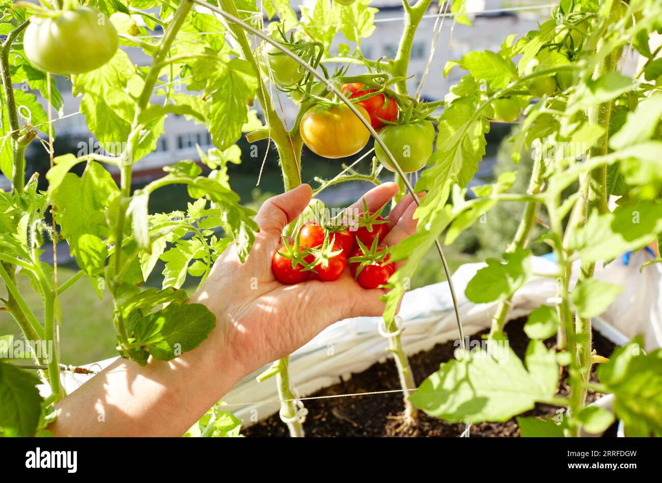 Les mains des hommes ramasse la plante de tomate. Agriculteur homme jardinage dans la serre à la maison Banque D'Images