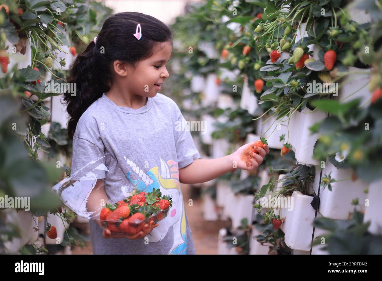 220413 -- RIYAD, le 13 avril 2022 -- Une fille cueille des fraises pendant le Ramadan à Hanging Strawberry Gardens, au nord-ouest de Riyad, en Arabie saoudite, le 13 avril 2022. ARABIE SAOUDITE-RIYAD-CUEILLETTE DE FRAISES WangxHaizhou PUBLICATIONxNOTxINxCHN Banque D'Images