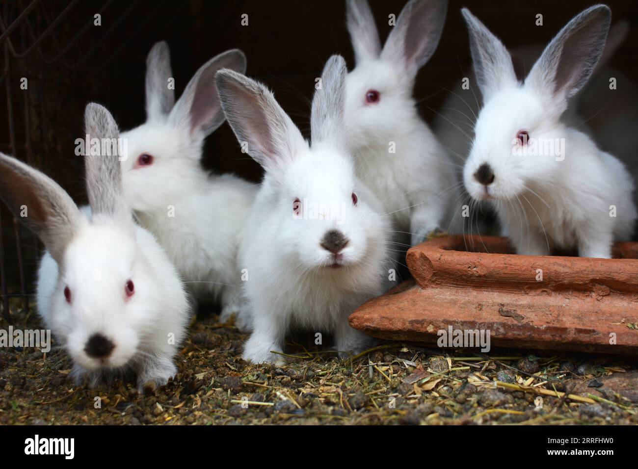 Un jeune lapin de la race californienne Banque D'Images