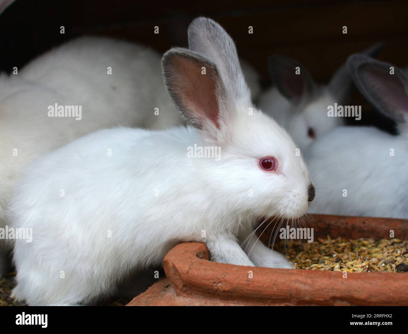 Un jeune lapin de la race californienne Banque D'Images