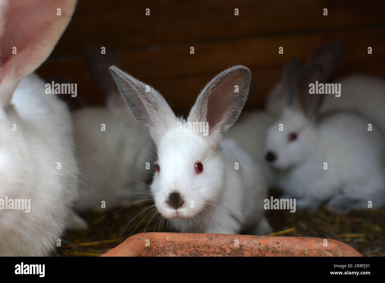 Un jeune lapin de la race californienne Banque D'Images