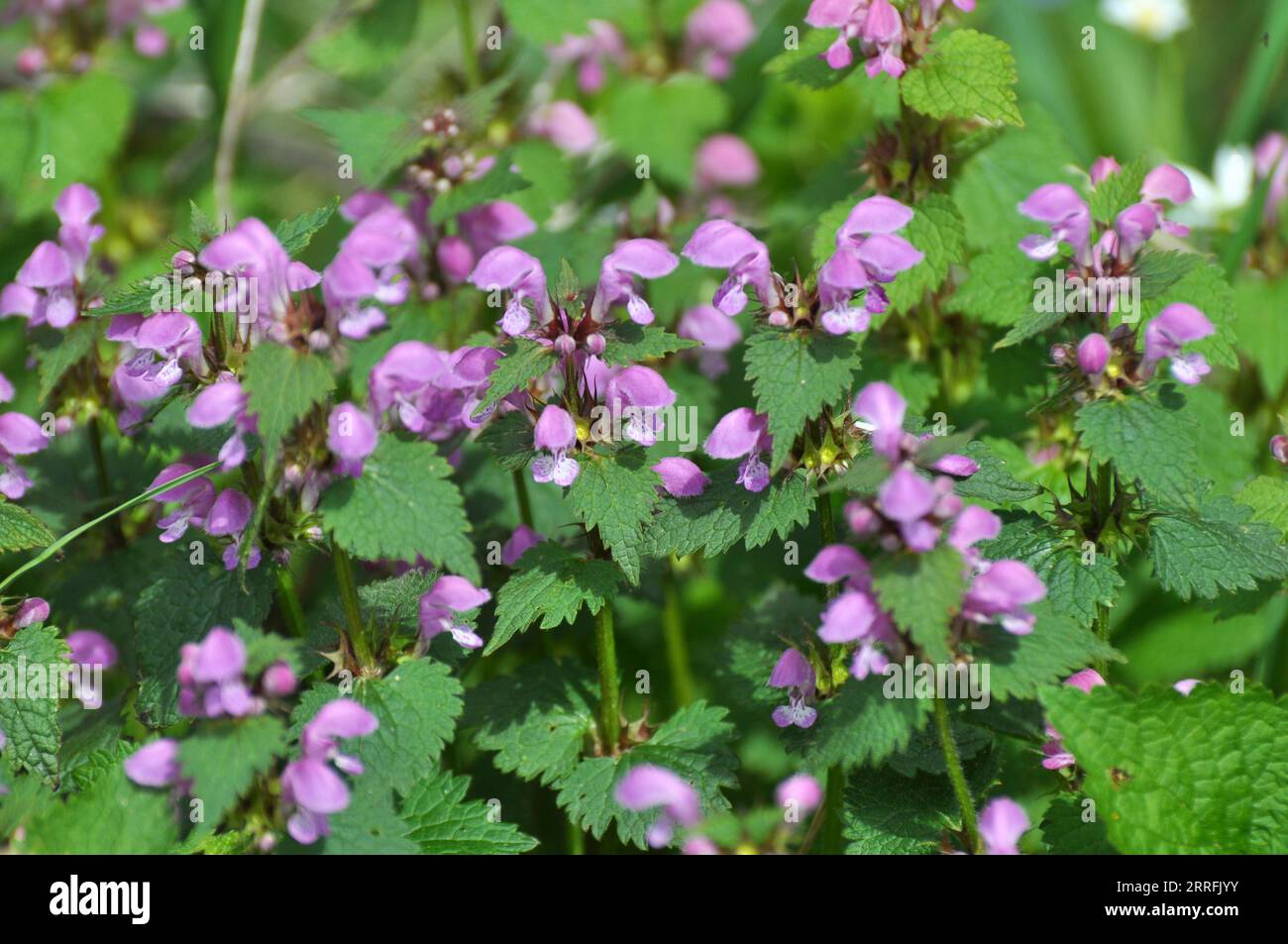 Il fleurit dans le violet d'ortie sourd sauvage (Lamium purpueum) Banque D'Images