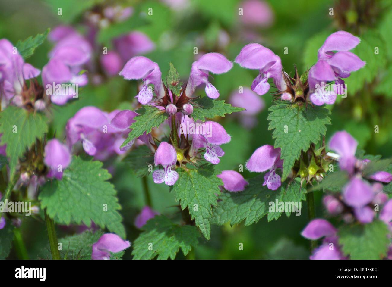Il fleurit dans le violet d'ortie sourd sauvage (Lamium purpueum) Banque D'Images