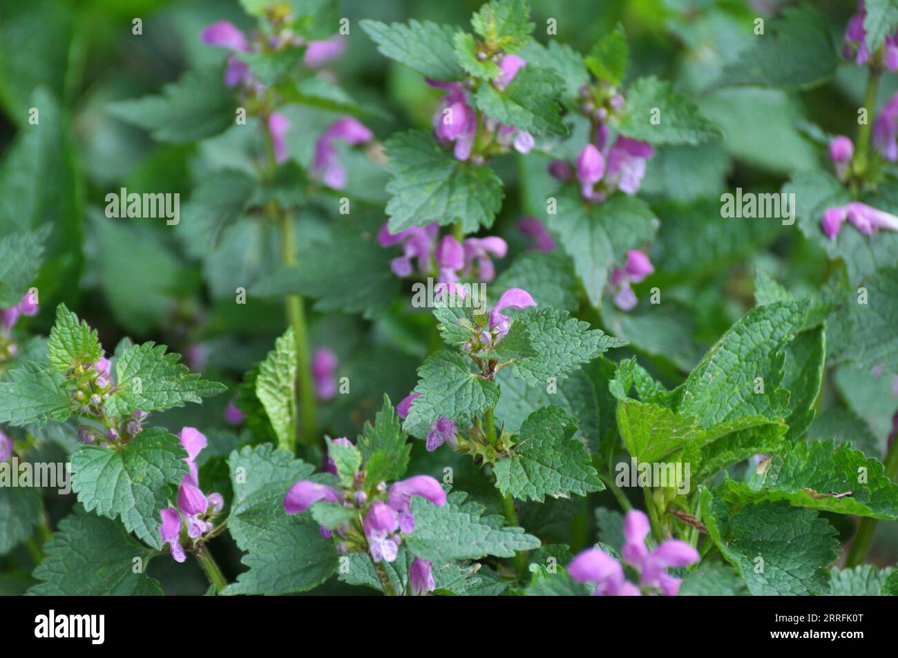 Il fleurit dans le violet d'ortie sourd sauvage (Lamium purpueum) Banque D'Images
