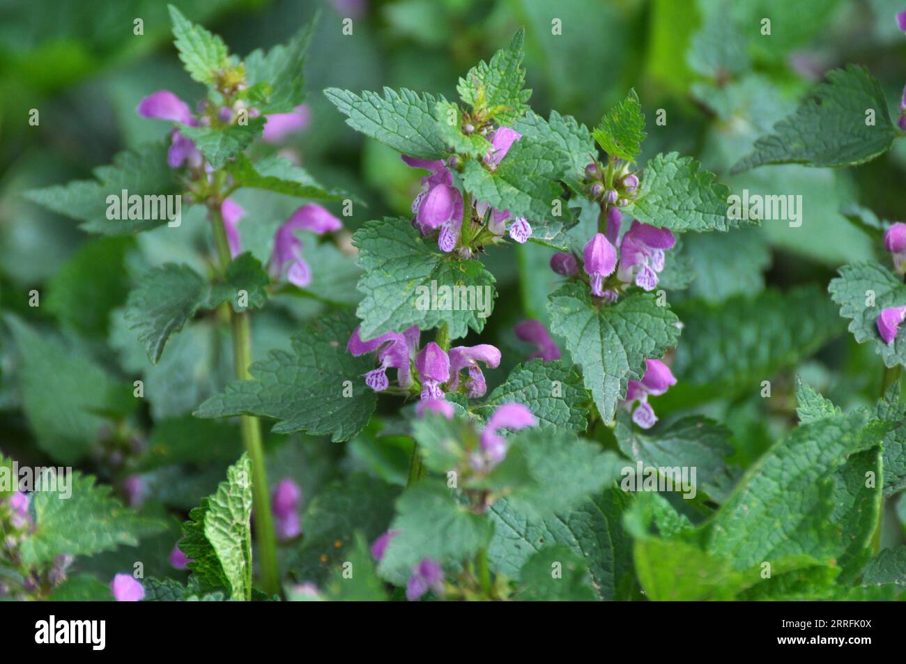 Il fleurit dans le violet d'ortie sourd sauvage (Lamium purpueum) Banque D'Images