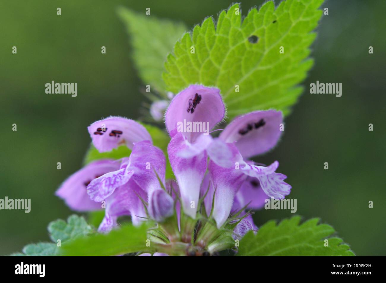 Il fleurit dans le violet d'ortie sourd sauvage (Lamium purpueum) Banque D'Images