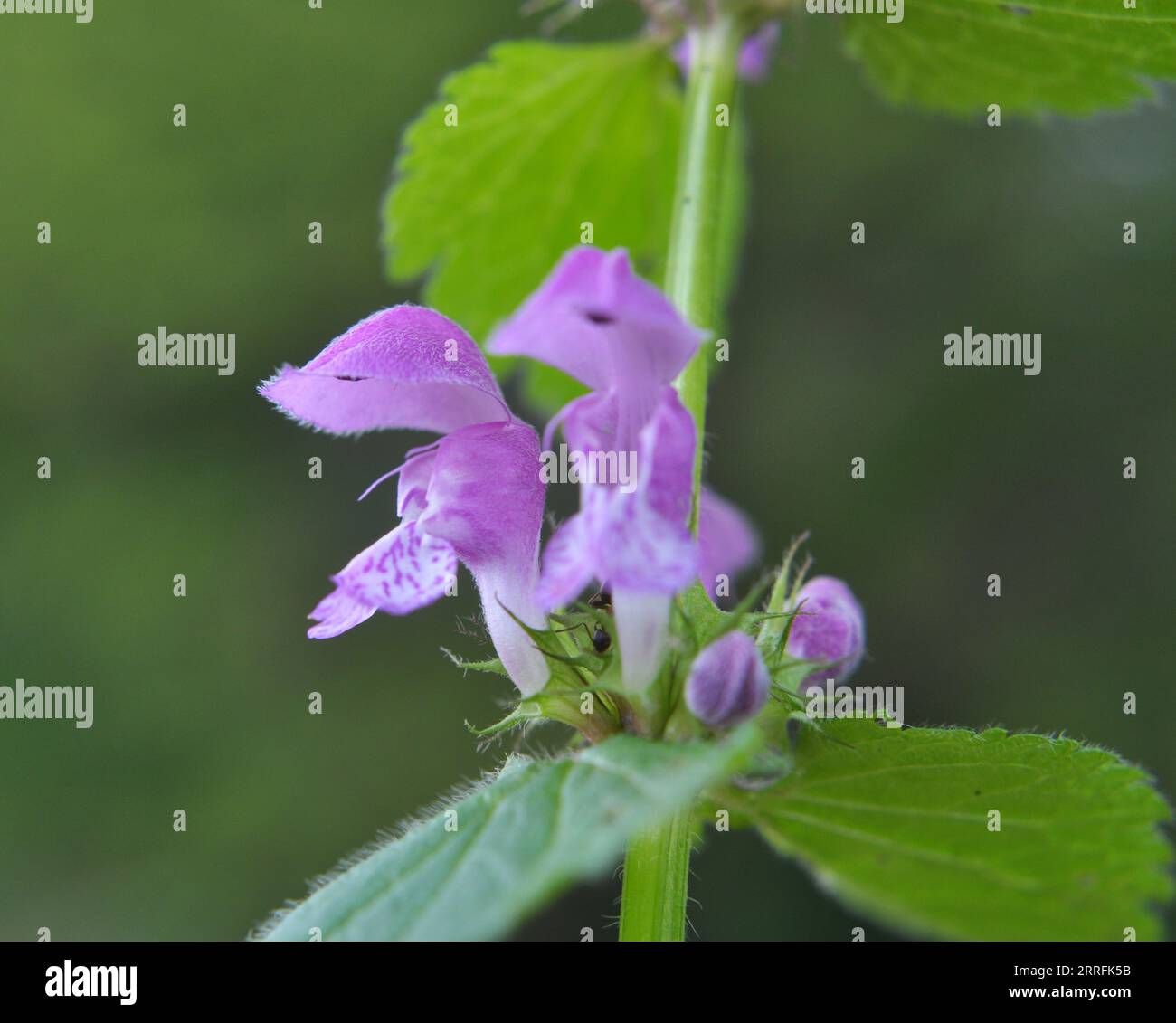 Il fleurit dans le violet d'ortie sourd sauvage (Lamium purpueum) Banque D'Images
