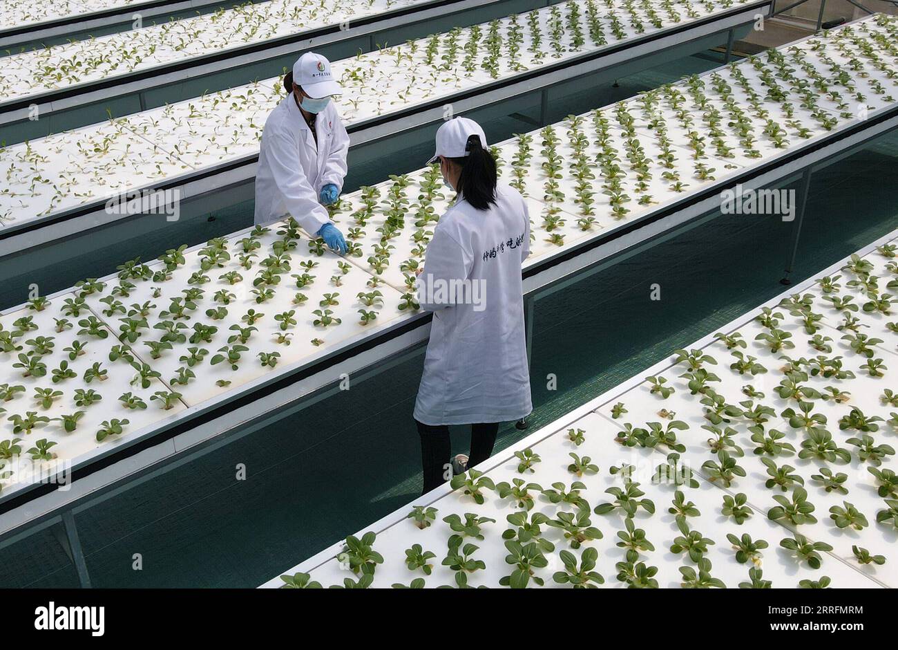 220421 -- HEFEI, le 21 avril 2022 -- une photo aérienne prise le 20 avril 2022 montre des membres du personnel travaillant dans une serre intelligente du parc de démonstration des sciences et technologies agricoles aéroponiques modernes d'Anhui dans le comté de Feidong, Hefei, province d'Anhui dans l'est de la Chine. Les serres intelligentes du parc de démonstration des sciences et technologies agricoles aéroponiques modernes d'Anhui dans le comté de Feidong adoptent la technologie aéroponique et Internet des objets dans la sélection des plantes. Ici, les légumes cultivés hors sol poussent dans un environnement surveillé, où l'humidité, la température et la lumière pourraient être contrôlés à distance et Banque D'Images