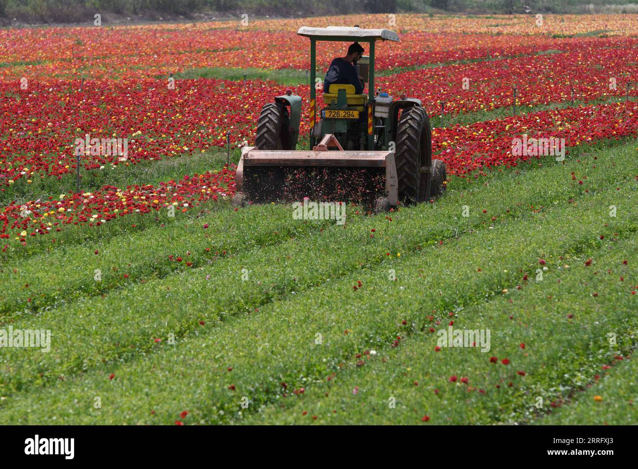 220428 -- KIRYAT SHMONA, le 28 avril 2022 -- Un tracteur récolte des fleurs dans un champ de fleurs en coupe de beurre près de la ville israélienne de Kiryat Shmona, le 28 avril 2022. /JINI via Xinhua ISRAËL-KIRYAT SHMONA-FLEUR-RÉCOLTE AyalxMargolin PUBLICATIONxNOTxINxCHN Banque D'Images