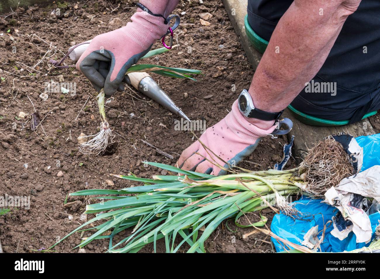 Femme plantant des poireaux, Allium ampeloprasum 'Musselburgh', dans son potager ou sa parcelle. Banque D'Images